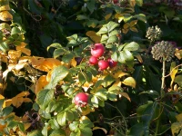 Kartoffel-Rose 10 Kartoffel-Rose – Bild 8