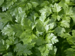 Glatte Petersilie 31 Glatte Petersilie -Blumen Risse Verkaufsladen GS614581 800x800