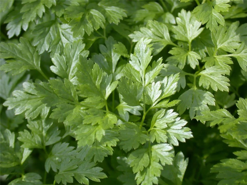 Glatte Petersilie 12 Glatte Petersilie – Bild 10
