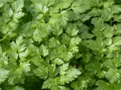 Glatte Petersilie 30 Glatte Petersilie -Blumen Risse Verkaufsladen GS614582 800x800