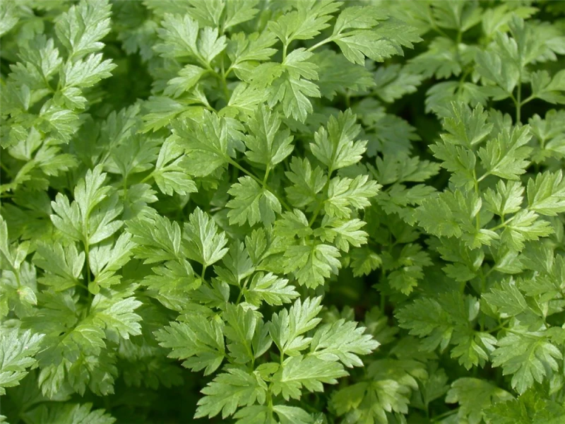 Glatte Petersilie 11 Glatte Petersilie – Bild 9