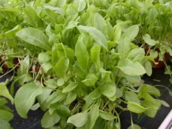 Großer Sauerampfer -Blumen Risse Verkaufsladen GS614732 800x800