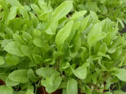 Großer Sauerampfer -Blumen Risse Verkaufsladen GS614733 800x800