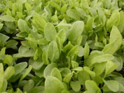 Großer Sauerampfer -Blumen Risse Verkaufsladen GS614737 800x800