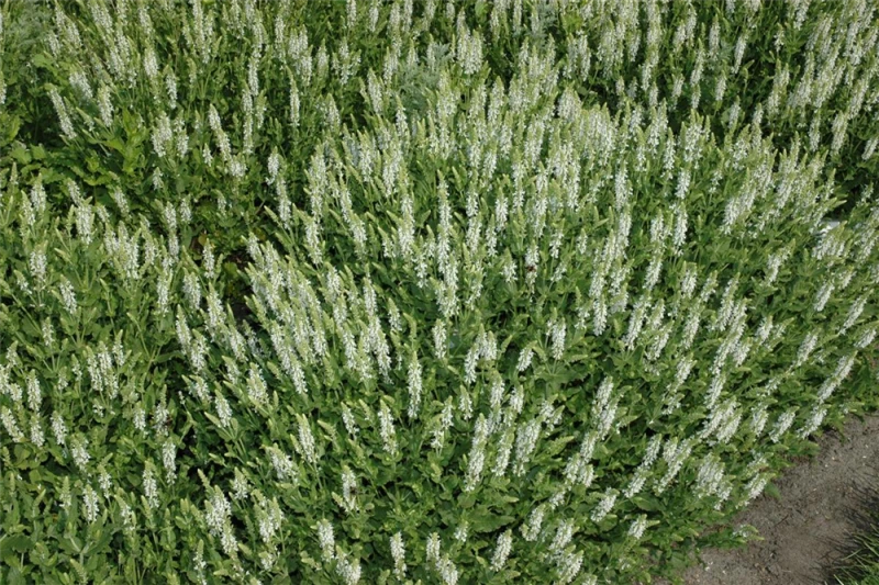 Garten-Blüten-Salbei „Schneehügel“ 7 Garten-Blüten-Salbei „Schneehügel“ – Bild 5