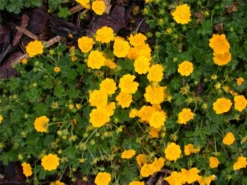 Frühlings-Fingerkraut 22 Frühlings-Fingerkraut -Blumen Risse Verkaufsladen GS616211 800x800