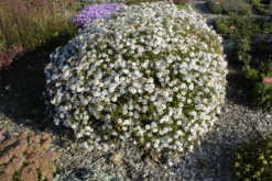 Garten-Schönaster „Madiva“ 18 Garten-Schönaster „Madiva“ -Blumen Risse Verkaufsladen GS619722 800x800