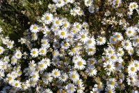 Garten-Schönaster „Madiva“ 14 Garten-Schönaster „Madiva“ – Bild 12