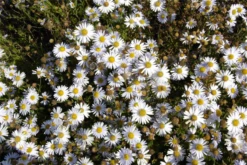 Garten-Schönaster „Madiva“ 19 Garten-Schönaster „Madiva“ -Blumen Risse Verkaufsladen GS619723 800x800