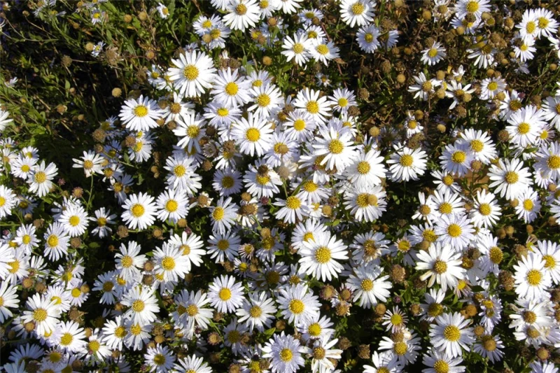 Garten-Schönaster „Madiva“ 8 Garten-Schönaster „Madiva“ – Bild 6