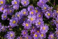 Garten-Kissen-Aster „Blaue Lagune“ 13 Garten-Kissen-Aster „Blaue Lagune“ – Bild 11