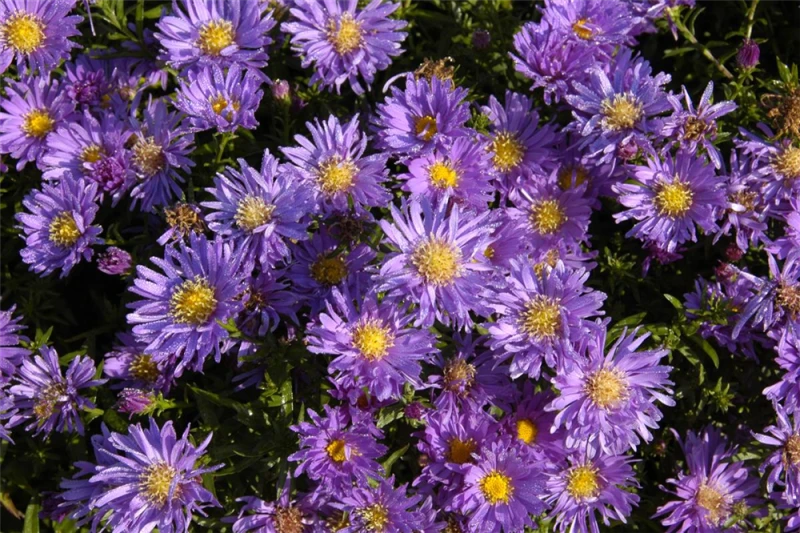 Garten-Kissen-Aster „Blaue Lagune“ 7 Garten-Kissen-Aster „Blaue Lagune“ – Bild 5