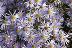 Garten-Pyrenäen-Aster „Lutetia“ 19 Garten-Pyrenäen-Aster „Lutetia“ -Blumen Risse Verkaufsladen GS619730 800x800