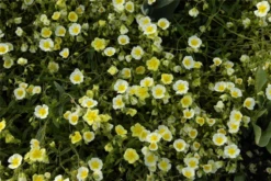 Garten-Sonnenröschen „Elfenbeinglanz“ -Blumen Risse Verkaufsladen GS620489 800x800