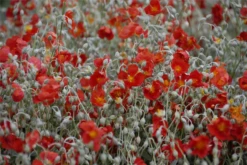 Garten-Sonnenröschen „Henfield Brilliant“ -Blumen Risse Verkaufsladen GS620680 800x800