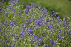 Brauner Storchschnabel „Lily Lovell“