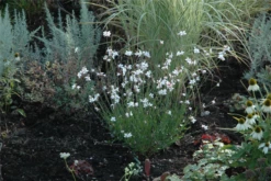 Prachtkerze, Weiß 31 Prachtkerze, Weiß -Blumen Risse Verkaufsladen GS620980 800x800