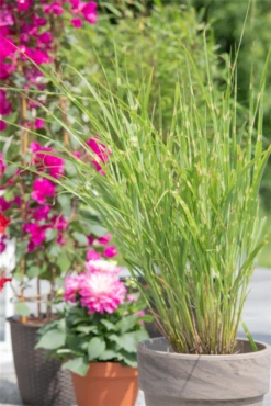 Garten-Zebraschilf „Strictus“ -Blumen Risse Verkaufsladen GS621258 800x800