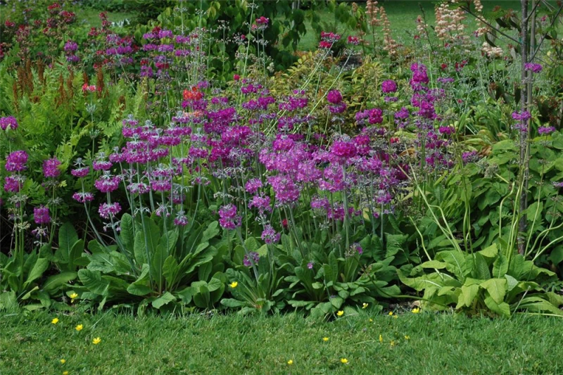 Etagen-Primel 4 Etagen-Primel – Bild 2