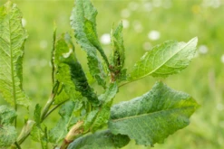 Großer Sauerampfer -Blumen Risse Verkaufsladen GS621633 800x800