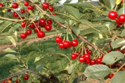 Sauerkirsche „Saphir(s)“ 13 Sauerkirsche „Saphir(s)“ -Blumen Risse Verkaufsladen GS621998 800x800