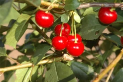 Sauerkirsche „Saphir(s)“ 11 Sauerkirsche „Saphir(s)“ -Blumen Risse Verkaufsladen GS622015 800x800