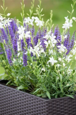 Prachtkerze, Weiß 32 Prachtkerze, Weiß -Blumen Risse Verkaufsladen GS622949 800x800