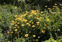 Garten-Stauden-Sonnenblume „Meteor“ 17 Garten-Stauden-Sonnenblume „Meteor“ – Bild 15