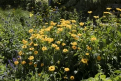 Garten-Stauden-Sonnenblume „Meteor“ 24 Garten-Stauden-Sonnenblume „Meteor“ -Blumen Risse Verkaufsladen GS623178 800x800