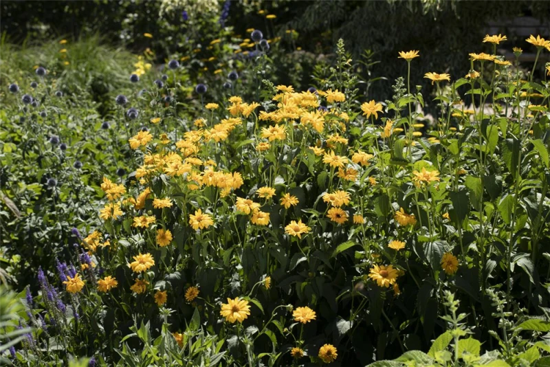 Garten-Stauden-Sonnenblume „Meteor“ 9 Garten-Stauden-Sonnenblume „Meteor“ – Bild 7