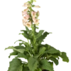 Garten-Fingerhut „Apricot“
