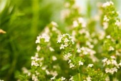 Berg-Bohnenkraut 25 Berg-Bohnenkraut -Blumen Risse Verkaufsladen GS626110 800x800