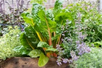 QUEDLINBURGER Blatt-Mangoldsamen „Bright Lights“ 12 QUEDLINBURGER Blatt-Mangoldsamen „Bright Lights“ – Bild 10