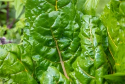 QUEDLINBURGER Blatt-Mangoldsamen „Bright Lights“ 15 QUEDLINBURGER Blatt-Mangoldsamen „Bright Lights“ -Blumen Risse Verkaufsladen GS626983 800x800