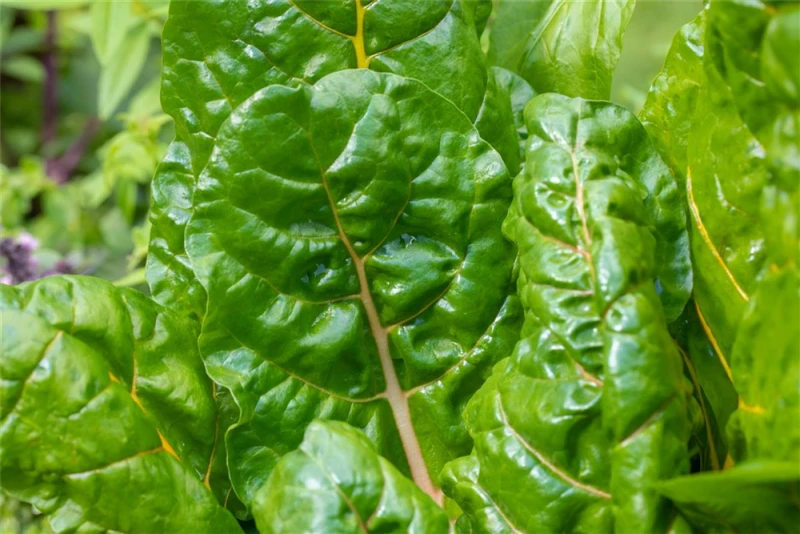 QUEDLINBURGER Blatt-Mangoldsamen „Bright Lights“ 6 QUEDLINBURGER Blatt-Mangoldsamen „Bright Lights“ – Bild 4