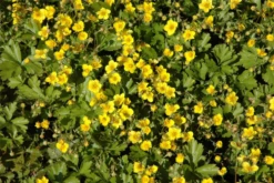 Dreiblättrige Waldsteinie -Blumen Risse Verkaufsladen GS635362 800x800