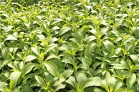 QUEDLINBURGER Süßkrautsamen 21 QUEDLINBURGER Süßkrautsamen – Bild 19