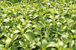 QUEDLINBURGER Süßkrautsamen 30 QUEDLINBURGER Süßkrautsamen -Blumen Risse Verkaufsladen GS636538 800x800