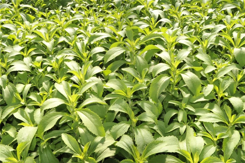 QUEDLINBURGER Süßkrautsamen 11 QUEDLINBURGER Süßkrautsamen – Bild 9