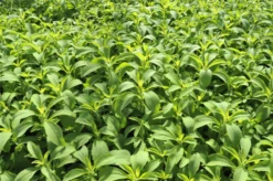 QUEDLINBURGER Süßkrautsamen 31 QUEDLINBURGER Süßkrautsamen -Blumen Risse Verkaufsladen GS636539 800x800