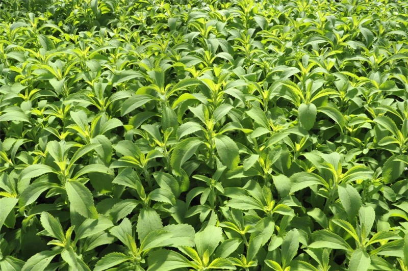 QUEDLINBURGER Süßkrautsamen 12 QUEDLINBURGER Süßkrautsamen – Bild 10