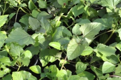 QUEDLINBURGER Parakressesamen 13 QUEDLINBURGER Parakressesamen -Blumen Risse Verkaufsladen GS636560 800x800