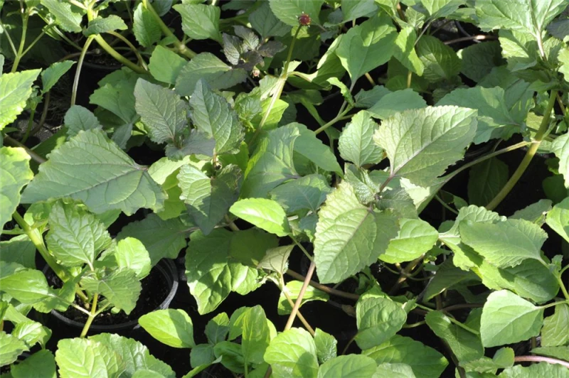 QUEDLINBURGER Parakressesamen 6 QUEDLINBURGER Parakressesamen – Bild 4