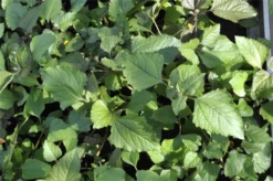 QUEDLINBURGER Parakressesamen 12 QUEDLINBURGER Parakressesamen -Blumen Risse Verkaufsladen GS636561 800x800