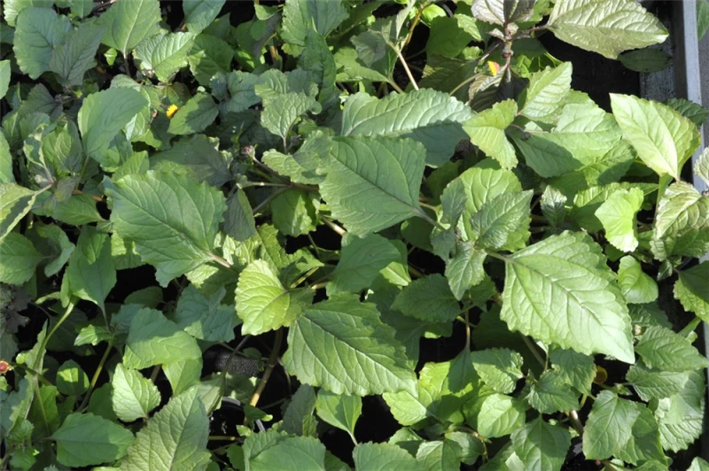 QUEDLINBURGER Parakressesamen 5 QUEDLINBURGER Parakressesamen – Bild 3