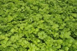 Glatte Petersilie 32 Glatte Petersilie -Blumen Risse Verkaufsladen GS636572 800x800