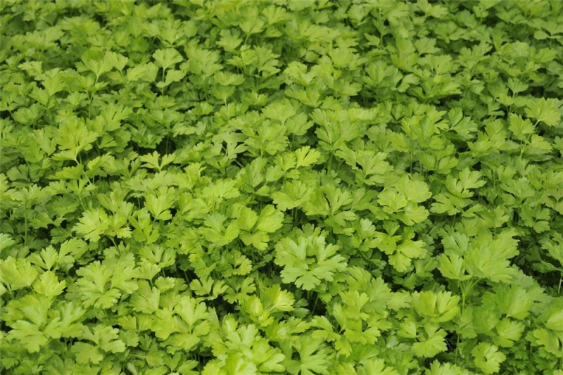 Glatte Petersilie 13 Glatte Petersilie – Bild 11