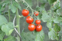 KIEPENKERL Tomatensamen „Picolino“ -Blumen Risse Verkaufsladen GS636585 800x800