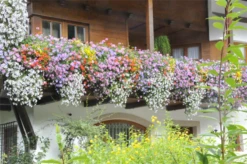 QUEDLINBURGER Balkonkastenmischung-Samen -Blumen Risse Verkaufsladen GS636618 800x800