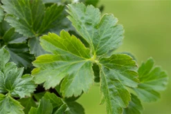 Dreiblättrige Waldsteinie -Blumen Risse Verkaufsladen GS641588 800x800
